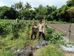Motivasi Ketahanan Pangan, Bhabinkamtibmas Karang Dima Sambangi Petani