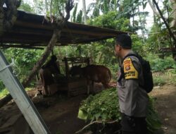 Bhabinkamtibmas di Batulayar Dorong Warga Manfaatkan Pekarangan untuk Ketahanan Pangan