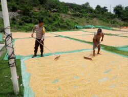 Pemantauan Panen Jagung oleh Bhabinkamtibmas Desa Malaju dalam Mendukung Program Ketahanan Pangan Nasional