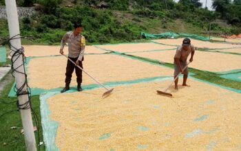 Pemantauan Panen Jagung oleh Bhabinkamtibmas Desa Malaju dalam Mendukung Program Ketahanan Pangan Nasional