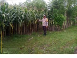 Bhabinkamtibmas Dukung Ketahanan Pangan  Kunjungi Tanaman Jagung di Desa Labuhan Aji