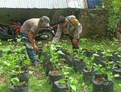 Bhabinkamtibmas Dampingi Warga Kembangkan Pekarangan Bergizi di Desa Batulayar