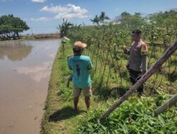Bhabinkamtibmas Desa Kuranji Dalang Dorong Ketahanan Pangan Melalui Pemanfaatan Lahan Pekarangan