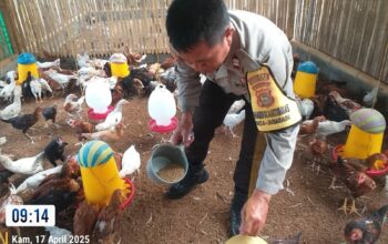 Bhabinkamtibmas Kuripan Aktif Sosialisasi Ketahanan Pangan ke Peternak Ayam