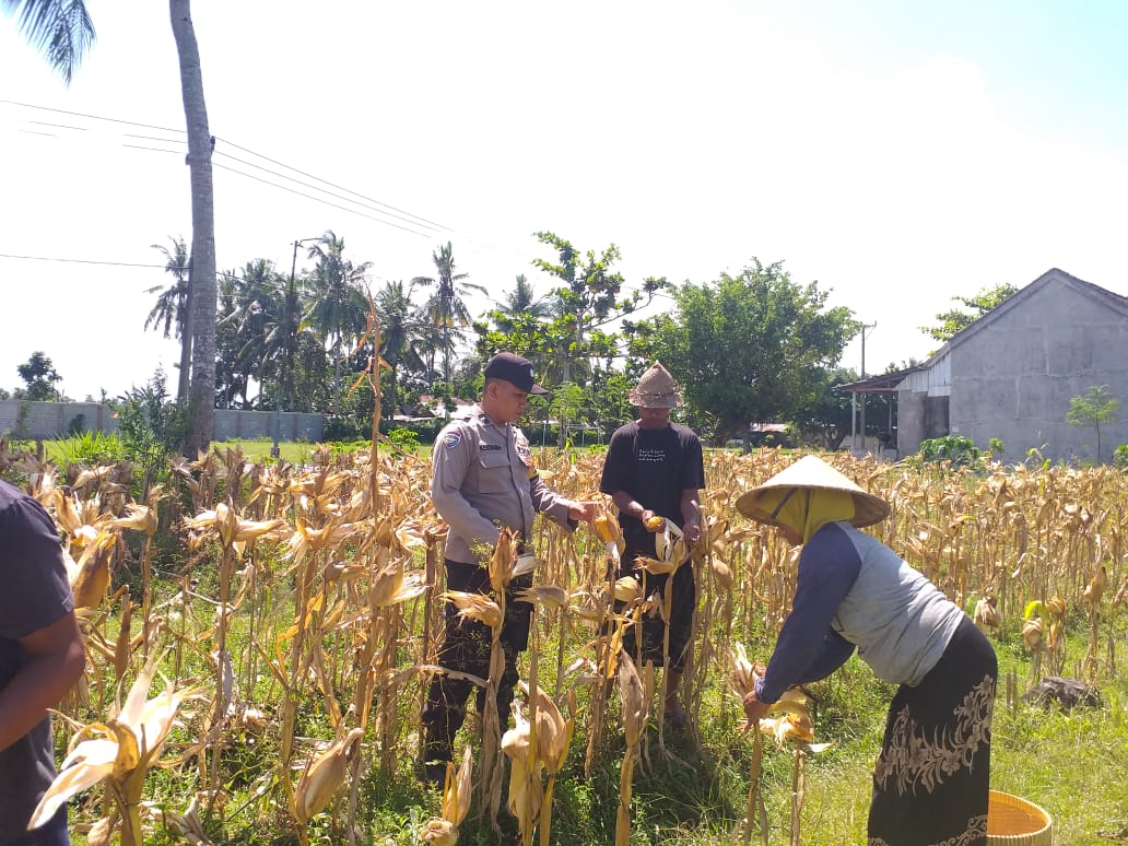 Sinergi Polri dan Petani: Bhabinkamtibmas Desa Kuripan Timur Bantu Panen Jagung Hibrida