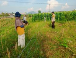 Bhabinkamtibmas Dorong Ketahanan Pangan di Lombok Barat
