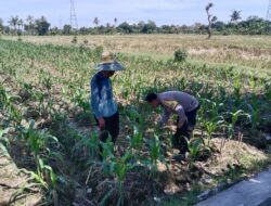 Bhabinkamtibmas Dukung Ketahanan Pangan Melalui Pendampingan Petani Desa