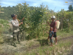 Bhabinkamtibmas Polsek Rhee Motivasi Warga Tingkatkan Ketahanan Pangan Melalui Tanaman Holtikultura dan Herbal
