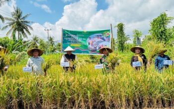 Di Balik Layar Panen Raya Nasional: Kisah Harapan Petani Lombok Utara yang Terhubung Jauh dengan Istana