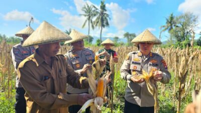 Kapolres Lombok Barat Hadiri Panen Raya Jagung, Sinergi Polri dan Petani Jaga Ketahanan Pangan
