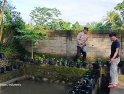 Pemuda Kuripan Tanam Harapan Lewat Sayur dan Ikan