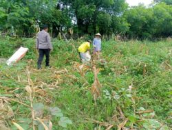 Bhabinkamtibmas Desa Marada Pantau Panen Jagung untuk Dukung Ketahanan Pangan Nasional