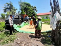 Bhabinkamtibmas Desa Daha Pantau Panen Raya Jagung untuk Dukung Ketahanan Pangan Nasional