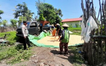 Bhabinkamtibmas Desa Daha Pantau Panen Raya Jagung untuk Dukung Ketahanan Pangan Nasional