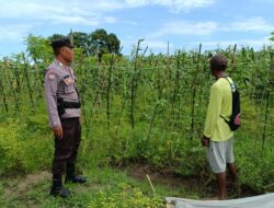 Bhabinkamtibmas Polsek Buer Dukung Ketahanan Pangan Lewat Kegiatan Sambang ke Kebun Warga Binaan