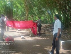 Disinyakir Akan Dibuka Lagi, Polsek Sumbawa Bongkar Arena Judi Sabung Ayam