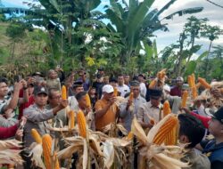 Bhabinkamtibmas Kelurahan Lelamase Hadiri Panen Raya Jagung Hibrida di Kota Bima