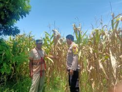 Pemantauan Panen Jagung oleh Bhabinkamtibmas Desa Rasabou dalam Mendukung Ketahanan Pangan Nasional