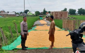 Pemantauan Hasil Jagung Milik Bapak Ilham dalam Mendukung Program Ketahanan Pangan Nasional Menuju Indonesia Emas 2045