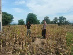 Pemantauan Lahan untuk Mengembangkan Tanaman Jagung dalam Mendukung Program Ketahanan Pangan Nasional