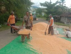 Cuaca Tak Bersahabat, Petani Jagung di Rababaka Hadapi Tantangan Besar