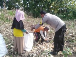 Dukung Ketahanan Pangan Nasional, Bhabinkamtibmas Desa Saneo Pantau Panen Jagung Warga