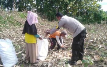 Dukung Ketahanan Pangan Nasional, Bhabinkamtibmas Desa Saneo Pantau Panen Jagung Warga