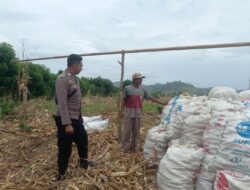 Panen di Tengah Tantangan Cuaca: Bhabinkamtibmas Desa Serakapi Dampingi Petani Jaga Ketahanan Pangan