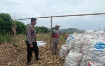 Panen di Tengah Tantangan Cuaca: Bhabinkamtibmas Desa Serakapi Dampingi Petani Jaga Ketahanan Pangan