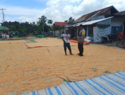 Pemantauan Panen Jagung oleh Bhabinkamtibmas Desa Karamabura Dukung Program Ketahanan Pangan Nasional Menuju Indonesia Emas 2045