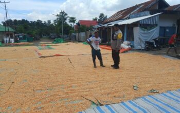 Pemantauan Panen Jagung oleh Bhabinkamtibmas Desa Karamabura Dukung Program Ketahanan Pangan Nasional Menuju Indonesia Emas 2045