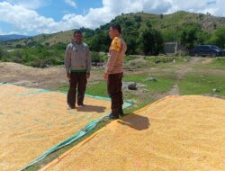 Giat Pemantauan Ketahanan Pangan oleh Bhabinkamtibmas Polsek Hu’u