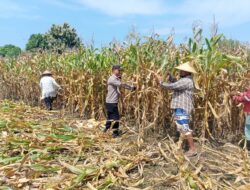 Dukung Ketahanan Pangan, Bhabinkamtibmas Daha Pantau Panen Raya Jagung Warga