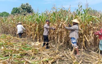 Dukung Ketahanan Pangan, Bhabinkamtibmas Daha Pantau Panen Raya Jagung Warga