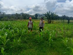 Pemantauan Lahan Jagung Milik Warga oleh Bhabinkamtibmas Kelurahan Kandai I Dukung Ketahanan Pangan Nasional Menuju Indonesia Emas 2045