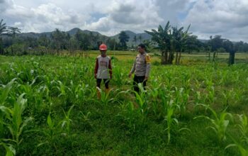 Pemantauan Lahan Jagung Milik Warga oleh Bhabinkamtibmas Kelurahan Kandai I Dukung Ketahanan Pangan Nasional Menuju Indonesia Emas 2045