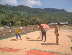Bhabinkamtibmas Desa Mumbu Dampingi Panen Jagung, Wujud Nyata Dukung Ketahanan Pangan Menuju Indonesia Emas 2045