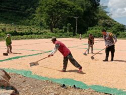 Bhabinkamtibmas Dampingi Petani Panen Jagung, Wujud Dukung Ketahanan Pangan Nasional Menuju Indonesia Emas 2045