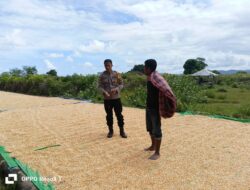 Dukung Ketahanan Pangan, Bhabinkamtibmas Hu’u Dampingi Warga Jemur Jagung di Dompu