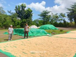 Polsek Hu’u Kembali Hadir Dukung Ketahanan Pangan, Bhabinkamtibmas Pantau Langsung Proses Jemur Jagung Warga