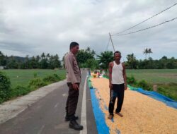 Bhabinkamtibmas Desa Adu Dampingi Warga Jemur Jagung, Dukung Ketahanan Pangan Nasional