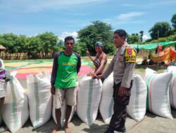 Bhabinkamtibmas Cempi Jaya Kawal Panen Raya Jagung di Soo Doro Late, Wujud Dukung Ketahanan Pangan
