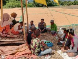 BKTM Nanga Tumpu Dampingi Warga Panen Jagung, Dorong Kemandirian Pangan Menuju Indonesia Emas 2045