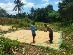 Dari Pekarangan ke Harapan: Kiprah Bhabinkamtibmas Kampasi Meci di Tengah Hangatnya Jagung yang Dijemur