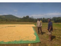 Bhabinkamtibmas Desa Ranggo Pantau Proses Penjemuran Jagung, Dukung Ketahanan Pangan Indonesia Emas 2045