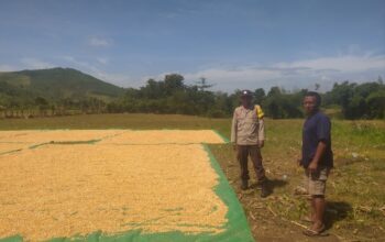 Bhabinkamtibmas Desa Ranggo Pantau Proses Penjemuran Jagung, Dukung Ketahanan Pangan Indonesia Emas 2045