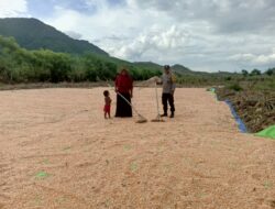Bhabinkamtibmas Desa Riwo Pantau Panen Jagung dalam Mendukung Ketahanan Pangan Nasional