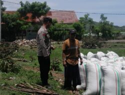 Panen Raya Jagung di Desa Daha, Bhabinkamtibmas Turut Kawal Ketahanan Pangan Nasional