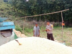 Dukung Ketahanan Pangan Nasional, Bhabinkamtibmas Desa Lepadi Pantau Langsung Panen Jagung Warga