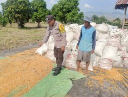 Dukung Ketahanan Pangan, AIPDA Haris Nasution Pantau Lahan Jagung Warga